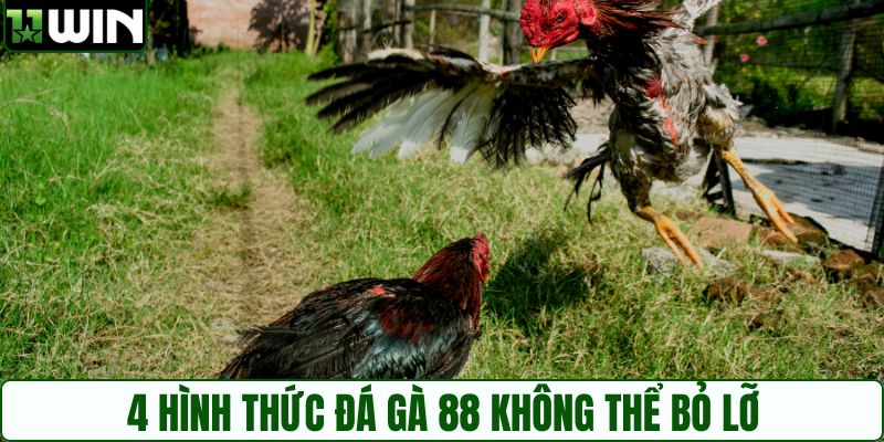 4 hình thức đá gà 88 không thể bỏ lỡ