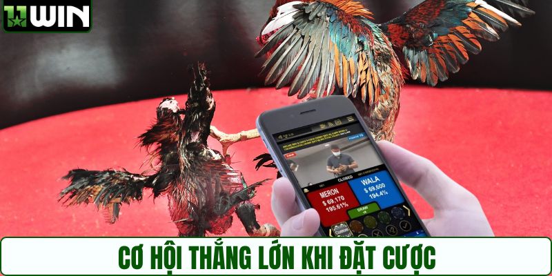 Cá cược đá gà Thomo với cơ hội thắng lớn