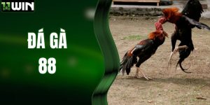 Trực Tiếp Đá Gà 88, Đặt Cược Thần Tốc Tại 11WIN