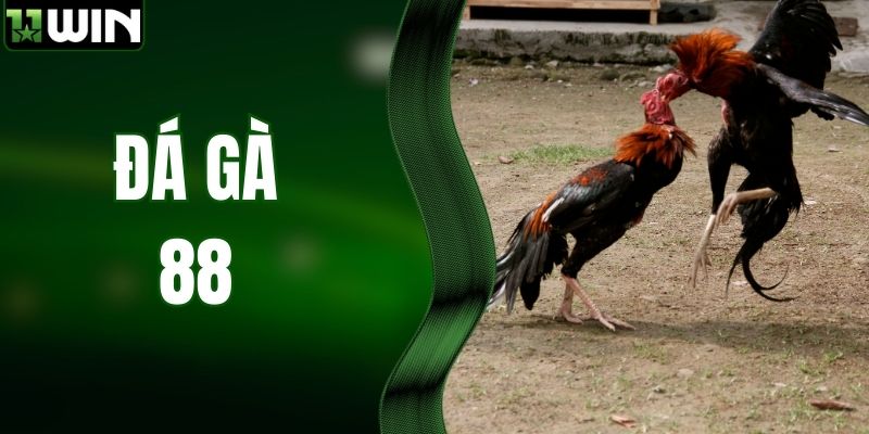 Trực Tiếp Đá Gà 88, Đặt Cược Thần Tốc Tại 11WIN