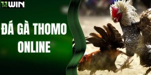 Đá Gà Thomo Online - Sân Chơi Đẳng Cấp Thứ Thiệt Tại 11WIN