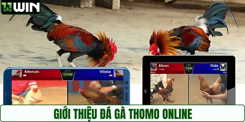 Đá gà Thomo online đem đến trải nghiệm thú vị
