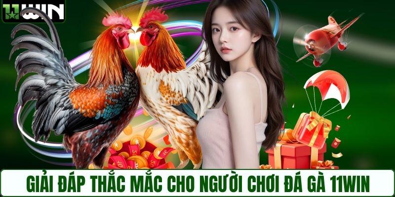 Giải đáp thắc mắc cho người chơi đá gà 11WIN