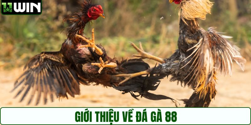 Giới thiệu về đá gà 88