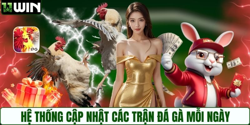 Hệ thống cập nhật các trận đá gà mỗi ngày