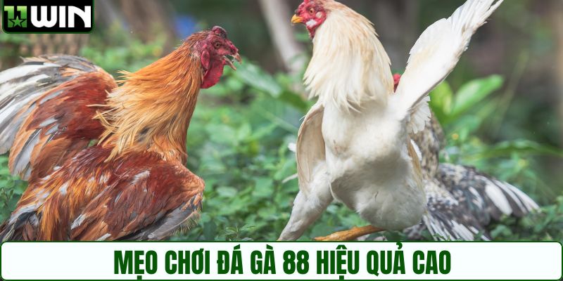 Mẹo chơi đá gà 88 hiệu quả cao