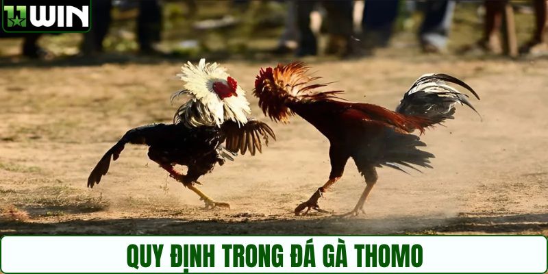 Người chơi cần nắm rõ thể lệ của đá gà Thomo