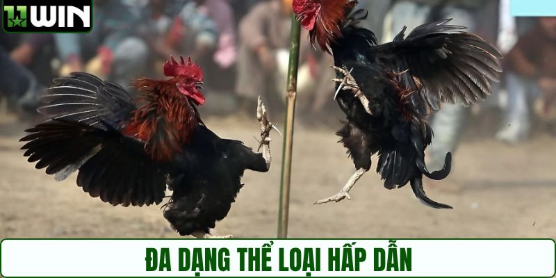 Nhiều hình thức chọi kê gay cấn và kịch tính