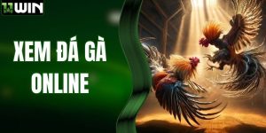 Xem Đá Gà Online - Trải Nghiệm Cảm Giác Phấn Khích Tột Độ