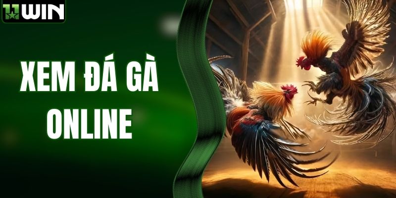 Xem Đá Gà Online - Trải Nghiệm Cảm Giác Phấn Khích Tột Độ